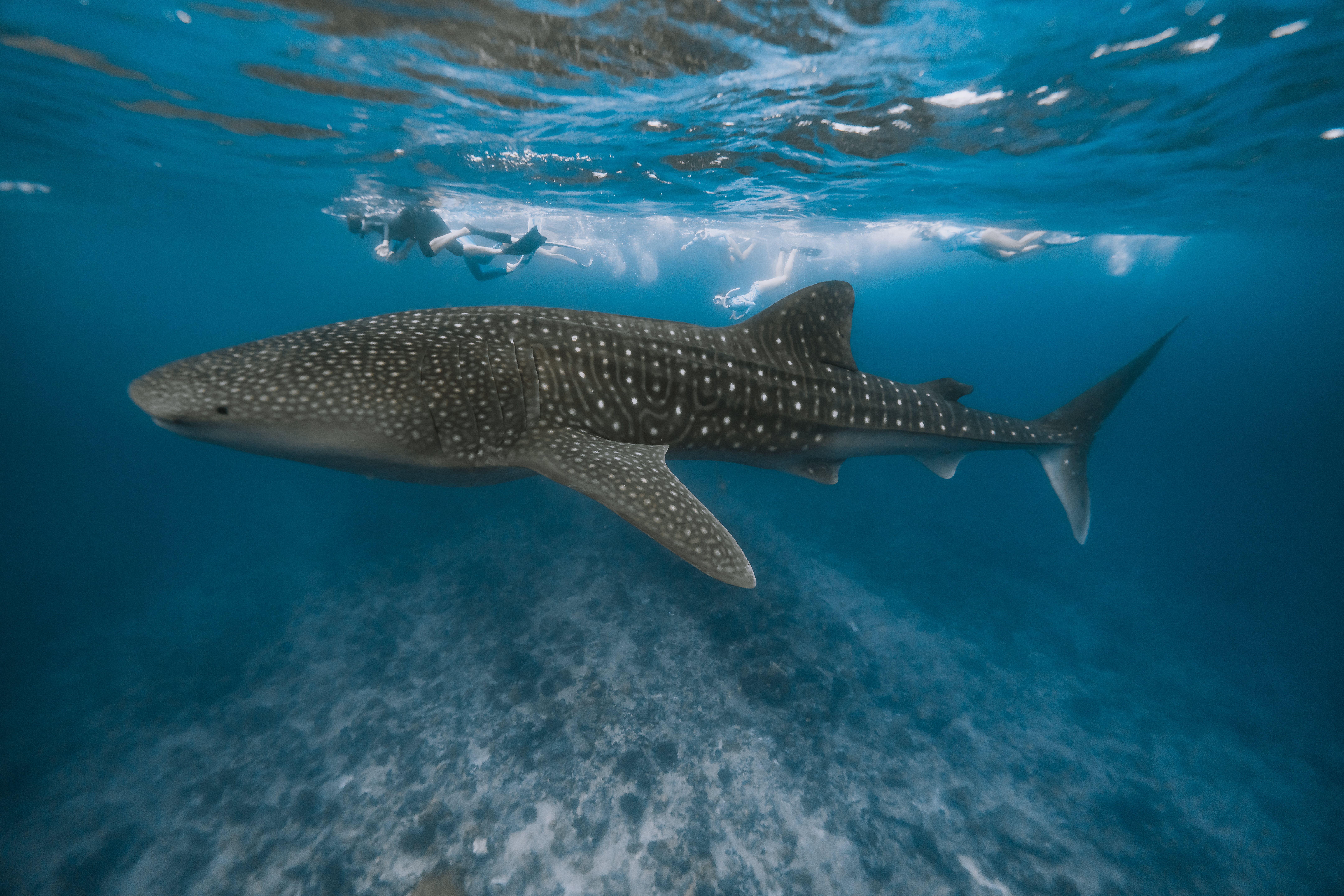 SOUTH ARI ATOLL EXPEDITION